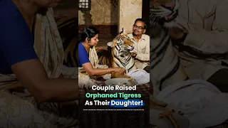 The IFS Officer Who Raised a Tigress Like His Own Child thumbnail