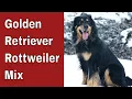 Golden Retriever Rottweiler Mix - In Depth Guide