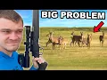 Hunting Down Overpopulated Whitetail Deer