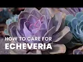 BEST TIPS HOW TO GROW AND CARE FOR ECHEVERIA PLANT