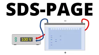 sds page explained protein separation technique