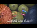 Download Lagu NKI Immunotherapy