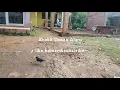 Download Lagu JALAK KEBO Mata Putih VS JALAK KEBO Mata Kuning.responnya  menajubkan.
