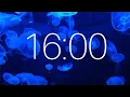 16 Minute Timer with Ambient Music and Jellyfish