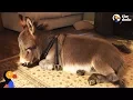 Download Lagu Tiny Donkey Thinks He's Actually A Dog  | The Dodo