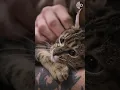 Cats Help Rehabilitate Inmates