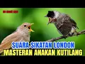 Download Lagu Kutilang isian - cocok buat masteran kutilang bahan SUARA SIKATAN LONDON