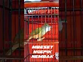 Download Lagu Mbeset, Ngepik, Nembak - Cucak Jenggot Jawa Istimewa