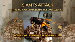 giants carnage hornet wasp demolition of our wasps nest