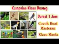 Download Lagu Kumpulan Kicau Burung durasi 1 Jam ¦ Collection of Birds Chirping Sounds