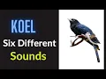 Lagu Asian koel singing 6 different calls
