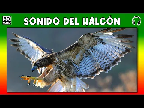 Download MP3 SONIDO DEL HALCON 🦅