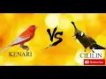 Download Lagu KENARI VS CILILIN NEMBAK PANJANG