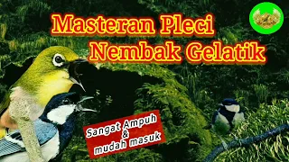 Download Masteran Pleci Tembakan Gelatik,sangat mudah masuk MP3