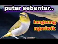 Download Lagu PLECI BUXTONI NGERIWIK TELER AMPUH BUAT TERAPI