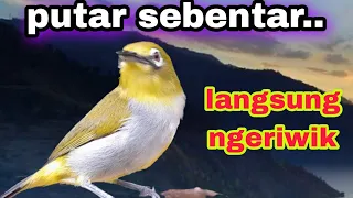 pleci buxtoni ngeriwik teler ampuh buat terapi