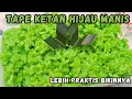 Download Lagu CARA BIKIN TAPE KETAN HIJAU MANIS ANTI GAGAL