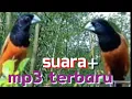 Download Lagu AMPUH kicau burung mp3 ini buat pikat burung emprit papua