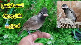 انته سبب موت وشلل ألافراخ   دندنها