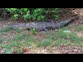 Alligators living in Tennessee