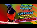Download Lagu PANCINGAN PAGI-PAGI AGAR MURAI GACOR❗❗ MURAI MACET PASTI NYAUT EMOSI❗❗