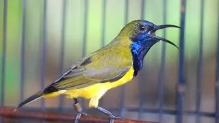 penggacor sogon trotol metalik paling efektif suara sogon gacor penjebol emosi