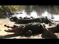 Which lake in Florida has the most alligators
