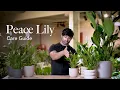Peace Lily Care Guide - Picking, Placing, and Parenting Your Plant
