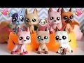 All Of My Lps Great Danes LPS Great Dane Collection