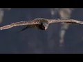 Four Tet - Lush (BBC Life Birds)