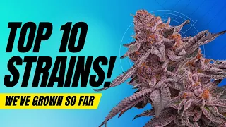 TOP 10 STRAINS WE VE GROWN SO FAR