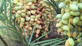 البريم احمر واصفر لو فقط لون احمر تابعونا دندنها
