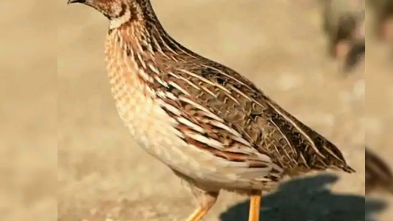 Bıldırcın sesi harika quail sound