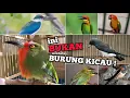 5 Jenis Burung yang Sering Dijadikan Free Fly