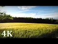 Download Lagu Lapangan dengan Angin, Burung Layang-Layang, \u0026 Lonceng Angin - Momen Musim Panas yang Menyenangkan 4K TANPA LOOP