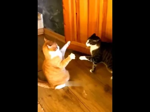 Funny cats and dogs video #27😂