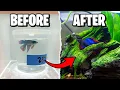 Betta Fish Tank Setup for Beginners
