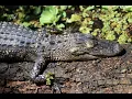 Always Assume Gators here in Florida How To Avoid An Alligator Attack