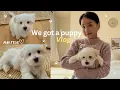 Picking up our new puppy 8 weeks old first week at home