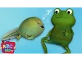 Frog Song Life Cycle of a Frog CoCoMelon Nursery Rhymes Kids Songs