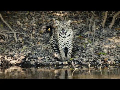 TRAILER OFICIAL JAGUAR VOZ DE UN TERRITORIO