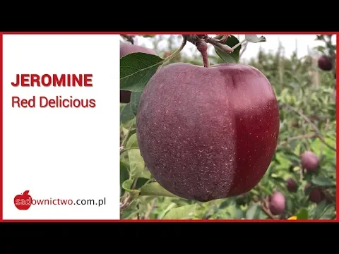 Jeromine Red Delicious