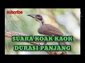 Download Lagu MASTERAN CUCAK KAOK, koak kaok endemik nusa tenggara // jamin nyaut , versi panjang #sorts  MP3