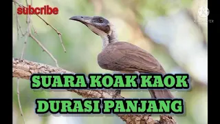masteran cucak kaok koak kaok endemik nusa tenggara jamin nyaut versi panjang sorts 