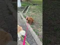 #puppy #dog #shortvideo #dogs