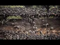 Download Lagu The Great Wildebeest Migration | Thousands of Wildebeest Cross the Mara River