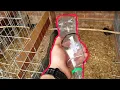 Basic care of Aztec cockatiels