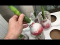 waxed amaryllis flower bulb NO WATER NEEDED