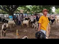 Lagu PANTAU HARGA KAMBING JANTAN SUPER! Langsung dari Pasar Ponan Ngulakan Pati (22 Nov 2025)