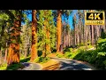 Kings Canyon to Sequoia Complete Scenic Drive California Road Trip in 4K